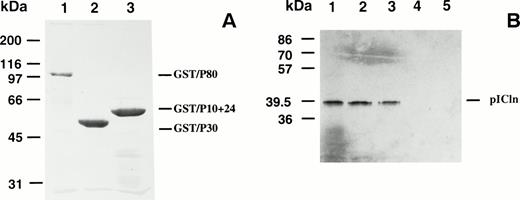 Fig. 4. (A) Purified bacterially produced GST/protein 4.1 fusion proteins in E coli were shown by Coomassie blue staining. (B) Binding of GST/protein 4.1 to pICln in vitro. S35-methionine–labeled pICln (lane 1) was incubated with affinity-purified GST/P80 (lane 2), GST/P30 (lane 3), GST/P10+24 (lane 4), or GST sepharose beads (lane 5). After incubation, the bound protein complexes were analyzed by SDS-PAGE and autoradiography.