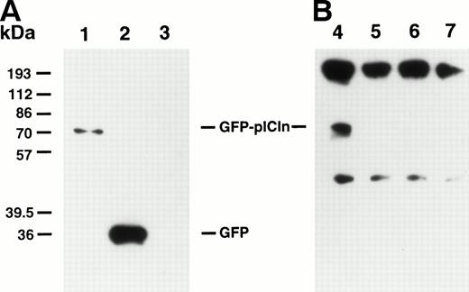 Fig. 6. Protein 4.1 binds to pICln in transfected cells. SiHa cells were electroporated with a GFP-pICln cDNA or a GFP vector alone. (A) Whole cell lysates (∼10 μg) were immunoblotted with a monoclonal antibody against GFP. Lane 1, GFP-pICln–transfected cells; lane 2, GFP vector DNA-transfected cells; lane 3, untransfected SiHa cells. Immunoblot analysis demonstrated that GFP-pICln was expressed in a substantial amount in transfected SiHa cells (lane 1). (B) Whole cell lysates were immunoprecipitated with a polyclonal anti-P4.1 antibody (anti-P80). The proteins were separated by SDS-PAGE, transferred to a membrane, and probed with a monoclonal antibody against GFP. Lane 4, GFP-pICln–transfected cells; lane 5, GFP vector DNA-transfected cells; lane 6, untransfected SiHa cells; lane 7, a negative control (GFP-pICln–transfected cell lysates immunoprecipitated with anti-P80 antibody and reprobed with an irrelevant anti-Flag monoclonal antibody). We did not add β-mercaptoethanol (a chemical reagent that can break a protein disulfide bond) into the sample buffer; therefore, most Ig molecules remained as intact molecules (upper bands), whereas only some dissociated into Ig heavy chain subunits (lower bands).