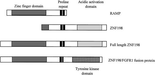 Fig. 1. Comparison of partial RAMP and ZNF198 ORFs with the revised, completed ZNF198 protein and ZNF198/FGFR1 fusion product. This completed sequence contains the five atypical zinc fingers reported by Smedley et al9 and the proline repeats and potential acidic activation domain first reported by Xiao et al.8 The translocation therefore fuses the five zinc fingers and one complete proline repeat to the tyrosine kinase domain of FGFR1.