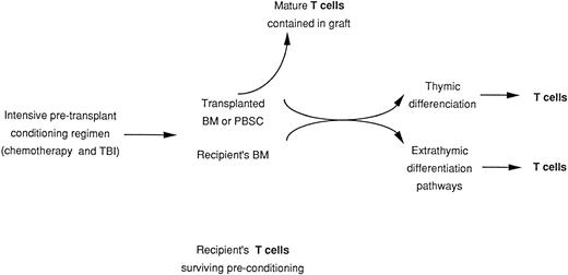Fig. 1. Origin of mature T cells in transplant recipients. Derivation from transplanted stem cells and mature T cells contained in the graft and derivation from surviving host T cells.