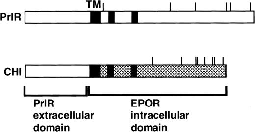 Fig. 1. PrlR and CHI, a chimeric PrlR-EpoR receptor.16 CHI consists of PrlR extracellular domain and EpoR transmembrane (TM) and cytoplasmic domains. Shaded rectangles represent regions of homology with the cytokine receptor superfamily (box 1, box 2). Cytoplasmic tyrosines are marked with a line.