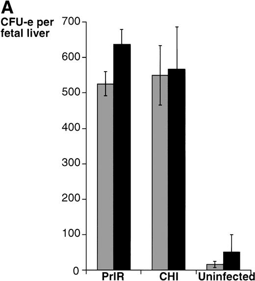Fig. 2. PrlR is as efficient as CHI in supporting EpoR−/− CFU-e colony formation. (A) Each determination is the mean ± SEM of four independent experiments. Fetal liver cells were cultured in methylcellulose medium containing 500 ng/mL ovine prolactin, 100 ng/mL rat SCF (rSCF), and 10% PDS. Between 3 and 7 EpoR−/− livers or livers from wild-type littermates were used per experiment. In the presence of Epo, an average of 5,000 CFU-e colonies per wild-type fetal liver, and 12 CFU-e colonies per EpoR−/− fetal liver were obtained. Wild-type and EpoR−/− fetal livers contained an average of 2.5 × 105 and 5 × 104 nucleated cells per liver, respectively. (▧), EpoR−/−; (▪), EpoR+/− or +/+. (B) EpoR−/− CFU-e colonies supported by PrlR are qualitatively similar to EpoR−/− CFU-e colonies supported by CHI or wild-type CFU-e colonies differentiating in response to Epo. Scale bar: 100 μm.