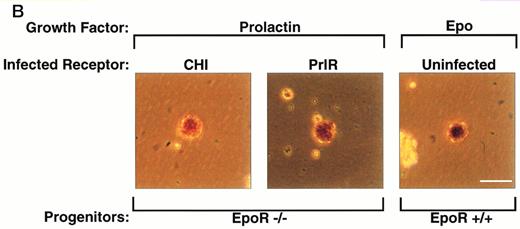 Fig. 2. PrlR is as efficient as CHI in supporting EpoR−/− CFU-e colony formation. (A) Each determination is the mean ± SEM of four independent experiments. Fetal liver cells were cultured in methylcellulose medium containing 500 ng/mL ovine prolactin, 100 ng/mL rat SCF (rSCF), and 10% PDS. Between 3 and 7 EpoR−/− livers or livers from wild-type littermates were used per experiment. In the presence of Epo, an average of 5,000 CFU-e colonies per wild-type fetal liver, and 12 CFU-e colonies per EpoR−/− fetal liver were obtained. Wild-type and EpoR−/− fetal livers contained an average of 2.5 × 105 and 5 × 104 nucleated cells per liver, respectively. (▧), EpoR−/−; (▪), EpoR+/− or +/+. (B) EpoR−/− CFU-e colonies supported by PrlR are qualitatively similar to EpoR−/− CFU-e colonies supported by CHI or wild-type CFU-e colonies differentiating in response to Epo. Scale bar: 100 μm.