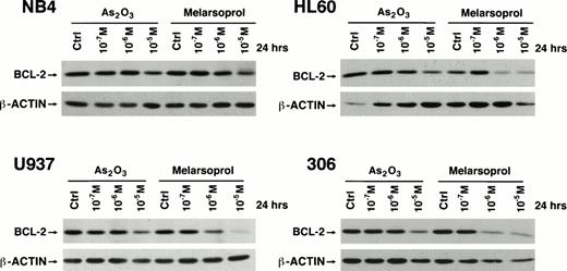 Fig. 5. Downregulation of bcl-2 by As2O3and melarsoprol in myeloid cell lines irrespective of PML-RAR expression. As2O3 and melarsoprol downregulate bcl-2 expression at concentrations of 10−6 and 10−5 mol/L in all cell lines tested.