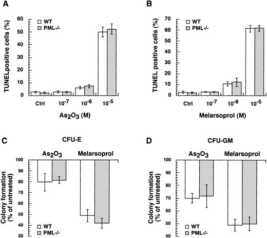 Fig. 6. As2O3 and melarsoprol induce growth inhibition and apoptosis in a PML independent manner. Wild-type and PML−/− MEFs were incubated with the indicated concentrations of As2O3 (A) and melarsoprol (B) for 24 hours, and apoptotic cells were identified by in situ TdT. For each condition, at least 300 cells were counted. No differences in apoptosis and growth inhibition induced by As2O3 and melarsoprol between wild-type and PML−/− cells were found. For in vitro BM cultures (Materials and Methods), wild-type and PML−/− cells were incubated with As2O3 and melarsoprol at a concentration of 10−6 mol/L. At day 2 and day 6 CFU-E (C) and CFU-GM (D) were counted in triplicate. The data are expressed as a percentage of colony formation of arsenicals-treated versus untreated cells: untreated = 100%. The bars indicate the mean values ± SD from one representative experiment out of three.