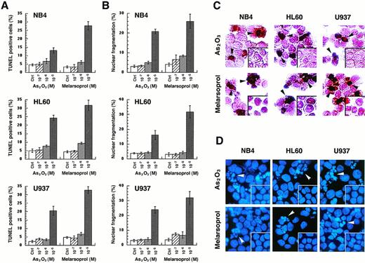 Fig. 3. As2O3 and melarsoprol induce apoptosis in NB4, HL60, and U937 cell lines. Apoptotic cells were identified by the in situ TdT assay, as well as morphological changes of nuclei after DAPI staining. The percentages of TUNEL-positive cells (A) and cells with nuclear fragmentation (B) were expressed as the mean ± SD. Morphology of TUNEL-positive cells are indicated with black arrows and fragmented nuclei are indicated with white arrows, as shown in panels (C) and (D).