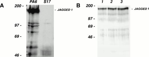 Fig. 4. Colony-forming activity of fetal hematopoietic progenitors. (A) Western blot of cell extracts from the stromal cell lines PA6 (lefthand lane) and S17 (righthand lane), separated on a 6% SDS gel under reducing conditions, transferred, and probed with the same anti–Jagged 1 antibody used in Fig 3. Note that while PA6 expresses Jagged 1, S17 cells do not. (B) Western blot of cell extracts from three independent pools (lanes 1 through 3) of S17 cells stably transfected with a human Jagged 1–containing expression vector. (C and D) Colony production by fetal CD34+, c-kit+ hematopoietic progenitor cells from d11 AGM (C) or fetal liver (D) after culture for 1 week on irradiated wild-type or Jagged 1–transfected S17 cells. CD34+, c-kit+ cells from AGM and fetal liver were sorted and cultured on irradiated S17 cells or pool 1 of the Jagged 1–transfected S17 cells (S17 Jagged). The numbers of cells generated after 1 week of stromal culture were as follows: AGM on S17 = 104; AGM S17 Jagged = 104; fetal liver on S17 = 6 × 103; fetal liver on S17 Jagged = 4 × 104. All cells derived from each stromal culture were passaged into methylcellulose suspension cultures as described in the text. Colonies of over 50 cells were counted after 1, 2, 3, and 4 weeks in culture. The mean number of colonies formed per dish from triplicate dishes at each time point is shown; error bars show the standard deviation.