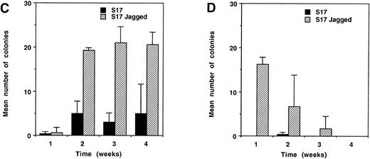 Fig. 4. Colony-forming activity of fetal hematopoietic progenitors. (A) Western blot of cell extracts from the stromal cell lines PA6 (lefthand lane) and S17 (righthand lane), separated on a 6% SDS gel under reducing conditions, transferred, and probed with the same anti–Jagged 1 antibody used in Fig 3. Note that while PA6 expresses Jagged 1, S17 cells do not. (B) Western blot of cell extracts from three independent pools (lanes 1 through 3) of S17 cells stably transfected with a human Jagged 1–containing expression vector. (C and D) Colony production by fetal CD34+, c-kit+ hematopoietic progenitor cells from d11 AGM (C) or fetal liver (D) after culture for 1 week on irradiated wild-type or Jagged 1–transfected S17 cells. CD34+, c-kit+ cells from AGM and fetal liver were sorted and cultured on irradiated S17 cells or pool 1 of the Jagged 1–transfected S17 cells (S17 Jagged). The numbers of cells generated after 1 week of stromal culture were as follows: AGM on S17 = 104; AGM S17 Jagged = 104; fetal liver on S17 = 6 × 103; fetal liver on S17 Jagged = 4 × 104. All cells derived from each stromal culture were passaged into methylcellulose suspension cultures as described in the text. Colonies of over 50 cells were counted after 1, 2, 3, and 4 weeks in culture. The mean number of colonies formed per dish from triplicate dishes at each time point is shown; error bars show the standard deviation.