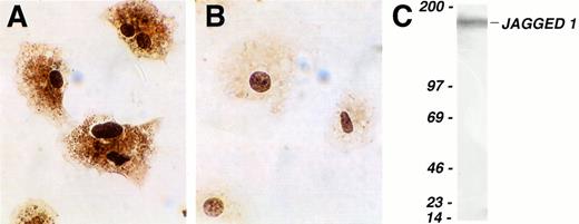 Fig. 3. Expression of Jagged 1 protein in cultured mouse stromal cells. (A and B) Cultured primary mouse stromal cells were allowed to adhere to slides coated with type I collagen and then stained immunohistochemically with a rat anti–Jagged 1 polyclonal antiserum (A) or with control anti-rat Ig (B). Antibody binding was visualized by staining with diaminobenzidine, and the cells were counterstained with hematoxylin. (C) Western blot of cultured primary mouse stromal cell extract, which was separated on a 3% to 12% gradient SDS-polyacrylamide gel electrophoresis under reducing conditions, transferred, and probed with a goat anti-Jagged 1 antibody. The lefthand column shows the position of molecular weight markers (Amersham); the figures are molecular weights in kilodaltons. The single band detected at approximately 170 to 180 kD corresponds to Jagged 1.