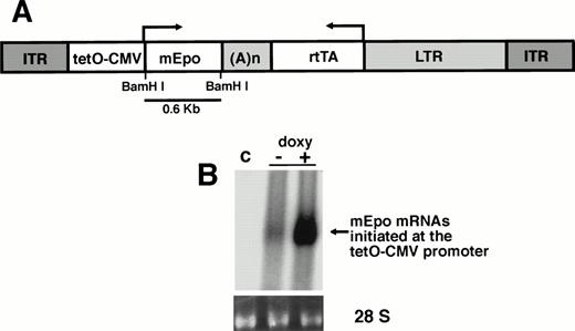 Fig. 1. Transduction and expression of rAAV-ET in skeletal muscle cells. (A) Structure of the rAAV-ET vector. ITR: AAV-2 inverted terminal repeats; tetO-CMV: tetracycline-inducible promoter including seven repeats of the tetracycline operator inserted upstream of the CMV minimal promoter; mEpo: murine erythropoietin cDNA; (A)n: SV4O bidirectional polyadenylation signal; rtTA: coding sequences for the tetracycline reverse transactivator; LTR: long terminal repeat of the MFG retrovirus construct. The BamHI fragment used as an Epo-specific probe is indicated. (B) Northern blot analysis of total RNAs extracted 7 days after exposure of human primary myotubes to rAAV-ET (2 × 109 vector genomes/culture well). Cells were incubated in the presence (+) or in the absence (−) of doxycycline (1 μg/mL). (c) Control myotubes not exposed to rAAV-ET. Hybridization was performed with the combination of an Epo-specific and a rtTA-specific 32P-labeled probe. Migration of 18S and 28S rRNAs is indicated. Amounts of RNAs loaded on each lane can be appreciated on the ethidium bromide staining of 28 S rRNA (28S).