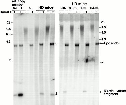Fig. 3. Southern blot analysis of high-molecular-weight DNA extracted from muscles. Entire tibialis anterior muscles were resected from animals killed 29 weeks after vector injection and used for high-molecular-weight DNA extraction. HD mice, animals injected with 2.5 × 1010 rAAV-ET genomes in each tibialis anterior; LD mice, animals injected with 2.5 × 1010 rAAV-ET genomes in a single tibialis anterior; i.m., rAAV-ET injected muscle; n.i.m., controlateral muscle not injected with the vector. Undigested (−) andBamHI digested (+) DNA was hybridized with a32P-labeled Epo-specific probe. Reference copy numbers (ref. copy number) correspond to high-molecular-weight DNA extracted from normal C3H mouse muscle and run with plasmid DNAs corresponding to 1 copy (20 pg, lane 1) or 0.1 copy (2 pg, lane 0.1) of pAAV-ET DNA. (C) DNA extracted from a muscle of a noninjected mouse. Signals corresponding to the endogenous Epo gene (Epo endo) and to the internalBamHI vector fragment are indicated. Precise quantification of vector signals relative to ref. copy number signals and Epo endo signals was done on a phosphorimager. Molecular weight markers are in kilobases.