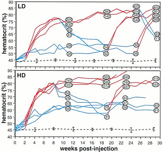 Fig. 2. Long-term monitoring of hematocrit and serum Epo concentration in individual mice injected with rAAV-ET. LD, mice injected with 2.5 × 1010 rAAV-ET genomes; HD, mice injected with 5 × 1010 rAAV-ET genomes. Hematocrit was measured weekly by collecting 40 μL of blood via retro-orbital puncture. Doxycycline (200 μg/mL) was present (red lines) or not (blue lines) in the drinking water. Serum Epo concentration values (in Epo mU/mL) are shown within circles on hematocrit curves at the timepoint they were determined. Hematocrit and serum Epo concentration measured before rAAV-ET injection were: 45.2% ± 1.2% and 20.8 ± 5.4 Epo mU/mL, respectively (n = 14). Dotted lines indicate hematocrit values in animals not injected with rAAV-ET (n = 6).