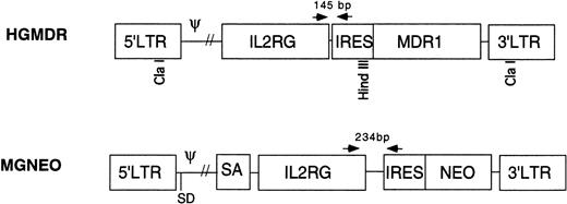 Fig. 1. Retroviral vectors in this study. HGMDR: Harvey murine sarcoma virus backbone, human IL2RG cDNA, IRES, humanMDR1 cDNA. MGNEO: Moloney murine leukemia virus backbone, humanIL2RG cDNA, IRES, NEO. Selected restriction sites used for construction and analysis of HGMDR are indicated. Arrows represent PCR primers used to detect proviral DNA segments of indicated size.
