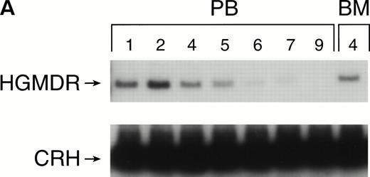 Fig. 3. Proviral, HGMDR, and control genomic, CRH, signals amplified from peripheral blood (PB) or bone marrow (BM) DNA sampled sequentially from a dog receiving autologous (A) or allogeneic (B) noncytokine-primed bone marrow transduced with HGMDR. Numbers refer to weeks posttransplantation.