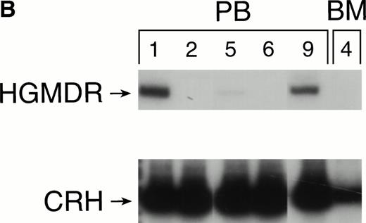 Fig. 3. Proviral, HGMDR, and control genomic, CRH, signals amplified from peripheral blood (PB) or bone marrow (BM) DNA sampled sequentially from a dog receiving autologous (A) or allogeneic (B) noncytokine-primed bone marrow transduced with HGMDR. Numbers refer to weeks posttransplantation.