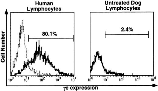 Fig. 4. Immunofluorescence (IF) analysis of human (left) and canine (right) lymphocyte-gated peripheral blood cells stained with rat anti-human γc monoclonal antibody TUGh4 (solid tracings) or rat isotype control alone (dotted tracings). Bars indicating percentage of lymphocytes brighter than the control peak were used for comparative estimates of lymphocyte expression of human γc.