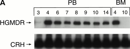 Fig. 6. Proviral, HGMDR, and control, CRH, signals amplified from blood (PB) or bone marrow (BM) DNA of three dogs (A, B, and C), sampled at weekly intervals after receiving autologous, cytokine-primed bone marrow transduced with HGMDR.
