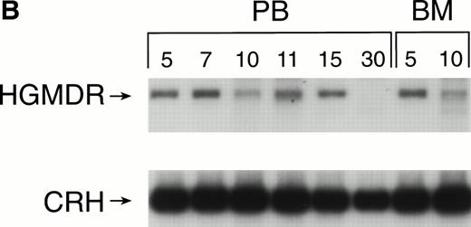 Fig. 6. Proviral, HGMDR, and control, CRH, signals amplified from blood (PB) or bone marrow (BM) DNA of three dogs (A, B, and C), sampled at weekly intervals after receiving autologous, cytokine-primed bone marrow transduced with HGMDR.
