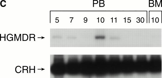 Fig. 6. Proviral, HGMDR, and control, CRH, signals amplified from blood (PB) or bone marrow (BM) DNA of three dogs (A, B, and C), sampled at weekly intervals after receiving autologous, cytokine-primed bone marrow transduced with HGMDR.