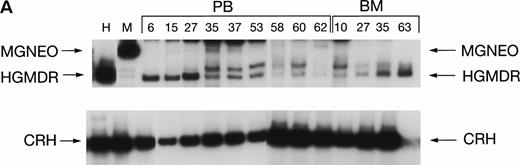 Fig. 8. Proviral and control signals amplified from blood (PB) or marrow (BM) of two dogs transplanted with histocompatible, allogeneic, cytokine-primed marrow. Bands not at the specific sizes marked were considered artifacts and excluded from quantitation analysis. (A) Dogs receiving combined bone marrow aliquots, one transduced with HGMDR and one transduced with MGNEO. The two left lanes show signals from the HGMDR (H) and MGNEO (M) retroviral producer cell lines. (B) Dogs receiving marrow transduced with HGMDR only. The two left lanes show PCR amplification from donor bone marrow cells pretransduction and posttransduction.