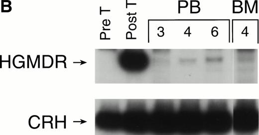 Fig. 8. Proviral and control signals amplified from blood (PB) or marrow (BM) of two dogs transplanted with histocompatible, allogeneic, cytokine-primed marrow. Bands not at the specific sizes marked were considered artifacts and excluded from quantitation analysis. (A) Dogs receiving combined bone marrow aliquots, one transduced with HGMDR and one transduced with MGNEO. The two left lanes show signals from the HGMDR (H) and MGNEO (M) retroviral producer cell lines. (B) Dogs receiving marrow transduced with HGMDR only. The two left lanes show PCR amplification from donor bone marrow cells pretransduction and posttransduction.