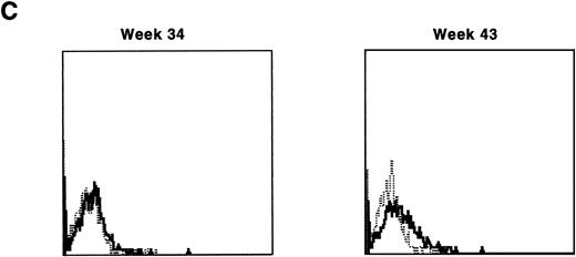 Fig. 10. Examples of IF analysis of peripheral blood lymphocytes from three recipients of transduced bone marrow transplant (BMT) before (left) and following (right) treatment with cyclosporin A and prednisone. Weeks after BMT are shown. (A) Recipient of cytokine mobilized autologous BMT. (B and C) Recipients of cytokine-mobilized, matched, allogeneic BMT.