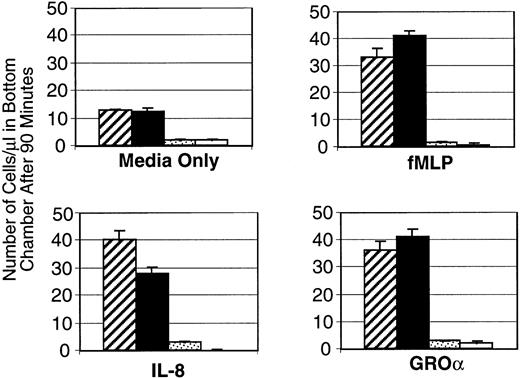 Fig. 3. PU.1-deficient neutrophils fail to respond to chemokines. Normal (▨,▪) or PU.1-deficient (▧,□) cells migrating across a transwell device were counted after 90 minutes in the presence of IL-8, fMLP, GRO, or media alone. Samples were run in triplicate and the results of a representative experiment are presented as mean ± SD.