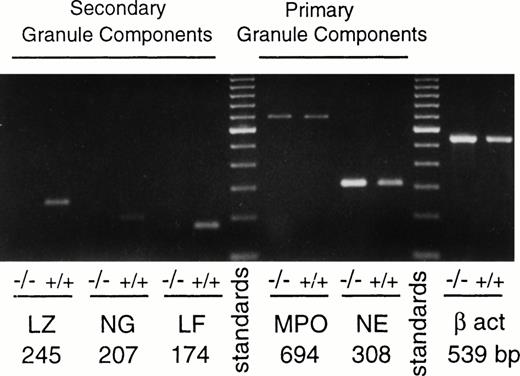 Fig. 6. Primary but not secondary granule genes are expressed in PU.1-deficient neutrophils. RNA was prepared, reverse transcribed, and subjected to PCR as described in Materials and Methods. Data shown are from representative normal (+/+) and PU.1-deficient (−/−) cells cultured for 2 weeks as described in Materials and Methods. Controls for amplification of DNA in the absence of reverse transcription for each reaction were negative; these data are not shown. β act, β actin; NE, neutrophil elastase; MPO, myeloperoxidase; LF, lactoferrin; NG, neutrophil gelatinase; LZ, lysozyme.