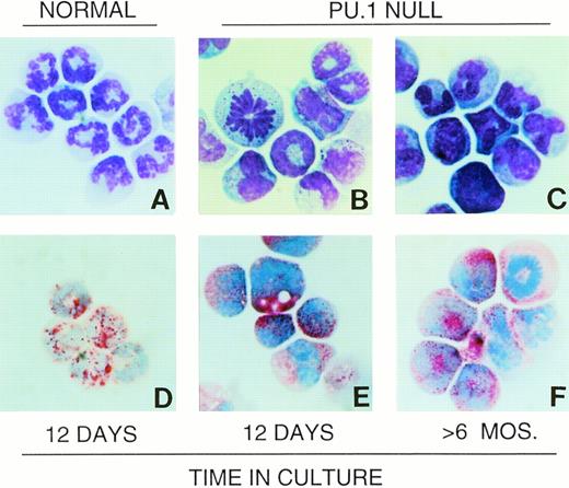Fig. 1. Wright-Giemsa morphology and CAE staining characteristics of PU.1-deficient neutrophils are similar to neutrophils from normal individuals. Neutrophils cultured from normal neonates as described in Materials and Methods are shown (A). Cells cultured from neonatal PU.1-null mice after 12 days (B) and >6 months (C) have similar polymorphonuclear morphology. Note presence of mitotic cells in PU.1-deficient cultures (B and F). Abundant CAE activity as indicated by red granules in PU.1-deficient cells (E and F) is also evident, as in normal neutrophils (D).