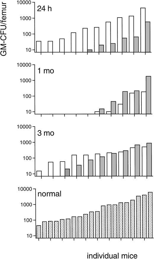 Fig. 8. Marrow repopulating ability: GM-CFU, ranked in ascending order, on day 13 in femurs of recipients of bone marrow of mice treated with 0.3 μg TPO IP 2 hours after each fraction of 3 Gy TBI (▧) in comparison with those of recipients of control marrow (□) of mice that did not receive TPO. Upper panel: a total of 25 mice were injected with bone marrow (the content of 1 femur, 24 hours after TBI) of TPO-treated mice of which only 5 mice had more than 10 GM-CFU per femur, and 17 (surviving of 20 injected) mice with bone marrow of placebo-treated mice of which 10 had more than 10 GM-CFU per femur. Results from two experiments. This difference is highly significant (P = .01, Fisher’s exact test). Upper middle panel: 10 mice were injected with the standard 105 bone marrow cells from each of the groups 1 month after TBI, of which in each recipient group 9 mice survived and 5 mice had more than 10 GM-CFU per femur. Lower middle panel: 10 mice were injected with the standard 105 bone marrow cells from each of the groups 3 months after TBI, of which in the recipient group of the TPO-treated mice 1 mouse died before day 13 and 1 mouse had less than 10 GM-CFU/femur. Lower panel: 20 mice were injected with the standard 105bone marrow cells from normal, untreated donors for comparison.