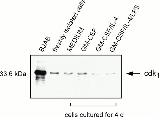 Fig. 5. Cdk1 is expressed by freshly isolated and cultured myeloid-enriched non-T cells. Myeloid-enriched non-T cells were cultured in the presence of various cytokines with or without LPS for the final 24 hours. Lysates from 105 cells were immunoblotted as described in Materials and Methods using anti-cdk1 MoAb. The cycling BJAB cell line was used as a positive control. Data presented are representative of four separate experiments.