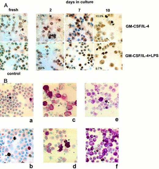 Fig. 6. (A) Expression of nuclear Ki67 in DC cultures over time. Cytospins were prepared from DC cultures at various times, and stained with either irrelevant control antibody (bottom left) or Ki67 using an indirect immunoperoxidase method as described in Materials and Methods. Ki67 stains the nucleus brown. The percentage of Ki67+cells is indicated in each panel. Original magnification × 130. (B) Expression of Ki67 and phenotypic markers in DC cultures. Cytospins were prepared from DC after 7 to 10 days in culture with GM-CSF and IL-4 (e), or GM-CSF/IL-4 and LPS (a through d, f). In each case Ki67 stains the nucleus brown (arrow) and the other MoAb stains red: (a) CD3, (b) CD20, (c) CD40, (d) CD1a, (e) p55, (f) p55. Original magnification × 130.