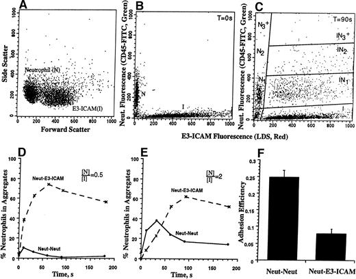 Fig. 1. Flow cytometric detection of heterotypic aggregation kinetics. neutrophils (3 × 106 cells/mL) were labeled green (CD45-FITC) and E3-ICAM cells (6 × 106cells/mL) were stained red (LDS-751) for 15 minutes at room temperature. Excess LDS-751 label was removed by centrifugation, cell populations were equilibrated in 37°C buffer containing 1.5 mmol/L Ca2+ for 2 minutes, stimulated with 1 μmol/L FMLP, and sheared in a cone-plate viscometer at a shear rate of 200 s−1. Samples were withdrawn at indicated time points, fixed with 0.5% cold paraformaldehyde, and analyzed on a flow cytometer. (A) Neutrophil and E3-ICAM gated on their characteristic forward versus side scatter. (B) Initial particle distribution at time zero. (C) Heterotypic aggregate distribution 90 seconds after stimulation and application of shear. (D) Kinetics of neutrophil–E3-ICAM aggregation for the experiment depicted in A through C. Dotted and solid lines denote the percentage of neutrophils in heterotypic and homotypic aggregates, respectively. (E) Kinetics of aggregation for a representative experiment where 3 × 106neutrophils/mL were stimulated and sheared with 1.5 × 106E3-ICAM cells/mL. (F) Adhesion efficiency (±SEM) for neutrophil-neutrophil and neutrophil–E3-ICAM collisions calculated from three independent experiments described in D and E.