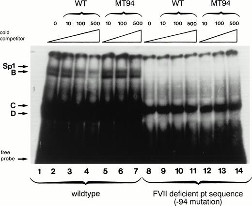 Fig. 2. Gel mobility shift assays show loss of nuclear protein binding with a mutant factor VII promoter sequence (MT94) from a patient with severe factor VII deficiency. A radiolabeled wild-type (WT) oligonucleotide including the Sp1 binding site (−108 to −84 bp before the translation start site) in the human factor VII promoter region showed binding to proteins (arrows) from HeLa nuclear extracts (lane 1). Specificity of binding is shown by competition with unlabeled WT oligonucleotide sequence at 10×, 100×, and 500× concentrations (lanes 2, 3, and 4) but not with an oligonucleotide having the mutant sequence (lanes 5, 6, and 7). Lanes 8 through 14 show the lack of binding of nuclear proteins by complexes labeled Sp1, B, and D to radiolabeled probe containing the MT94 sequence.