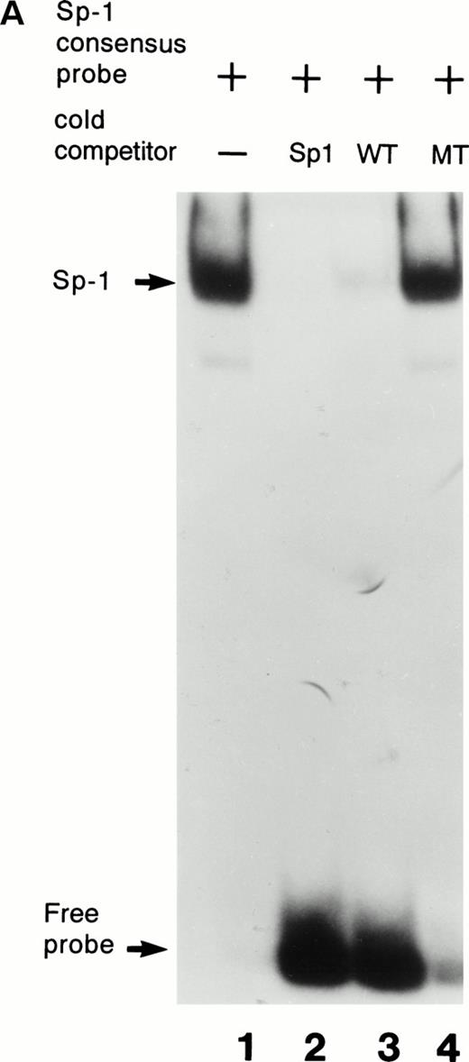 Fig. 3. Interactions with an Sp1 consensus sequence and human Sp1 protein. (A) Unlabeled wild-type (WT) but not mutant (MT94) human factor VII sequence competes for Sp1 binding with radiolabeled Sp1 consensus sequence. Lane 1 shows binding of radiolabeled Sp1 consensus probe by HeLa nuclear extract in the absence of unlabeled competitor sequences. Lanes 2 through 4 show Sp1 consensus probe binding with HeLa nuclear extract in the presence of 1,000× concentrations of unlabeled competitor Sp1 consensus sequence (lane 2), WT factor VII sequence (−108 to −84; lane 3), and MT factor VII–deficient patient sequence (−108 to −84; lane 4). (B) WT but not MT94 factor VII–deficient patient sequence binds to the transcription factor Sp1. Binding of radiolabeled oligonucleotides with recombinant human Sp1 is shown with radiolabeled Sp1 consensus sequence (lane 1) and WT factor VII sequence (lane 2) but not with MT factor VII–deficient patient sequence (lane 3).