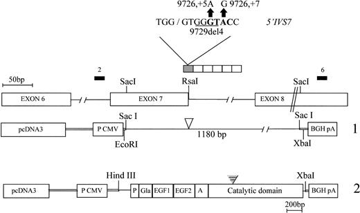 Fig. 1. Schematic diagram of the mutated FVII gene region and of the vectors used for the expression of mutant mRNA (1) and protein (2). The sequence of the Rsa I site is reported in bold; 2 and 6, primers. The open and closed triangles indicate the position of the IVS7 mutations and of the additional residues inserted in the FVII cDNA, respectively. P, Gla, EGF1, EGF2 and A, FVII domains.