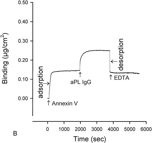 Fig. 1. Ellipsometry studies of effects of aPL IgG and cofactor on displacement of annexin-V from PS/PC phospholipid bilayers. (A) Shows the rapid adsorption of annexin-V to the PS/PC (30%/70%) phospholipid bilayer. Treatment with EDTA and measurement of the desorption of this protein can be used to measure the amount of annexin-V on the phospholipid surface. As shown, this calcium-dependent binding protein is completely desorbed from the phospholipid surface by addition of 6 mmol/L EDTA. (B) Shows that incubation of the annexin-V–coated phospholipid bilayer with a polyclonal human aPL IgG in the absence of β2-GPI does not displace the annexin-V, ie, the quantity of annexin-V desorbed after treatment with EDTA matches the quantity of annexin-V, which had originally adsorbed. (C) Incubation of the annexin-V–coated phospholipid bilayer with β2-GPI followed by polyclonal aPL IgG results in a significant reduction of the quantity of annexin-V on the bilayer. This is reflected by the marked reduction of the amount of annexin-V, which desorbs after treatment with EDTA. (D) In contrast, treatment of the phospholipid bilayer with the β2-GPI cofactor followed by a control (non-aPL) IgG fraction does not change the quantity of annexin-V on the phospholipid surface at all, ie, the quantity of annexin-V that is desorbed by treatment with EDTA is the same as the quantity that had been adsorbed in the first place.