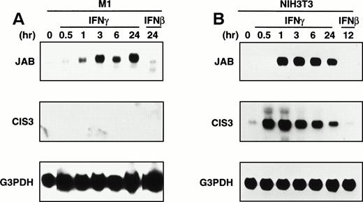 Fig. 1. Expression of endogenous JAB or CIS3 with IFNs. M1 (A) and NIH3T3 (B) cells were stimulated with IFNs (1,000 IU/mL) for the indicated time, and the total RNA was subjected to Northern blotting with probe for JAB, CIS3, or control G3PDH.