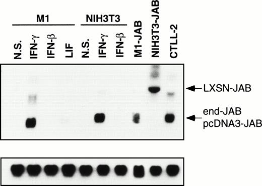 Fig. 2. Expression of JAB in M1 and 3T3 transformants. Parental M1 or NIH-3T3 cells were stimulated without (N.S.) or with 1,000 IU/mL IFN-γ, 1,000 IU/mL IFN-β, or 10 ng/mL LIF for 12 hours, and then the total RNA was isolated. Total RNA was also isolated from untreated M1 transformant expressing JAB (M1-JAB), NIH-3T3 transformant (NIH3T3-JAB), and CTLL2 cells. The RNAs were subjected to Northern blotting with probe for JAB and control G3PDH. The arrowheads indicate JAB message derived from transfected cDNA in pLXSN (LXSN-JAB) in NIH3T3-JAB transformant, that in pcDNA3 (pcDNA3-JAB) in M1-JAB transformant, and endogenous JAB (end-JAB).