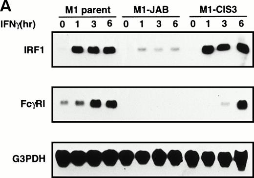 Fig. 5. Effect of JAB and CIS3 on IFN-γ inducible genes. The cells (A; M1-derived cells, B; NIH3T3-derived cells) were stimulated with 1,000 IU/mL IFN-γ for the indicated periods (h) and analyzed with Northern hybridization using IRF1, FcγRI, and control G3PDH probes. FcγRI was not detected in parental NIH3T3 cells (not shown).