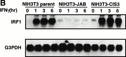 Fig. 5. Effect of JAB and CIS3 on IFN-γ inducible genes. The cells (A; M1-derived cells, B; NIH3T3-derived cells) were stimulated with 1,000 IU/mL IFN-γ for the indicated periods (h) and analyzed with Northern hybridization using IRF1, FcγRI, and control G3PDH probes. FcγRI was not detected in parental NIH3T3 cells (not shown).