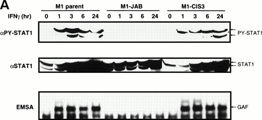 Fig. 6. Inhibition of IFN-γ–induced STAT1 activation by JAB. Cells (A; M1-derived cells, B; NIH3T3-derived cells) were stimulated with or without IFN-γ (1,000 IU/mL) for the indicated periods and lysed. The postnuclear supernatant was subjected to immunoblotting with anti–tyrosine-phosphorylated STAT1 (PY-STAT1) or anti-STAT1 (STAT1) and to EMSA with IRF-1 probe (EMSA).