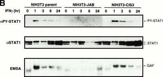 Fig. 6. Inhibition of IFN-γ–induced STAT1 activation by JAB. Cells (A; M1-derived cells, B; NIH3T3-derived cells) were stimulated with or without IFN-γ (1,000 IU/mL) for the indicated periods and lysed. The postnuclear supernatant was subjected to immunoblotting with anti–tyrosine-phosphorylated STAT1 (PY-STAT1) or anti-STAT1 (STAT1) and to EMSA with IRF-1 probe (EMSA).