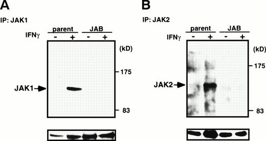 Fig. 7. Inhibition of IFN-β– and IFN-γ–induced JAK activation by JAB. NIH3T3 parental cells (parent) and JAB transformants (JAB) were stimulated with 1,000 IU/mL IFN-γ (A and B) or IFN-β (C and D) for 15 minutes and lysed. The postnuclear supernatant was immunoprecipitated with anti-JAK1 (A and C) anti-JAK2 (B), or anti-Tyk2 (D). The immunoprecipitates were blotted with antiphosphotyrosine antibody (upper panels), then the membrane was stripped and reprobed with anti-JAK1 (A and C), anti-JAK2 (B), or anti-Tyk2 (C) antibodies (lower panels).