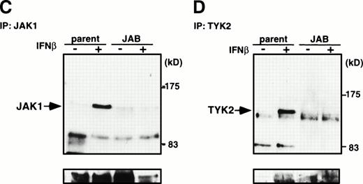 Fig. 7. Inhibition of IFN-β– and IFN-γ–induced JAK activation by JAB. NIH3T3 parental cells (parent) and JAB transformants (JAB) were stimulated with 1,000 IU/mL IFN-γ (A and B) or IFN-β (C and D) for 15 minutes and lysed. The postnuclear supernatant was immunoprecipitated with anti-JAK1 (A and C) anti-JAK2 (B), or anti-Tyk2 (D). The immunoprecipitates were blotted with antiphosphotyrosine antibody (upper panels), then the membrane was stripped and reprobed with anti-JAK1 (A and C), anti-JAK2 (B), or anti-Tyk2 (C) antibodies (lower panels).
