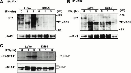 Fig. 10. IFN-γ–induced tyrosine phosphorylation of JAK1, JAK2, and STAT1 in LoVo and IGR-5. Parental LoVo cells (LoVo) or IFN-resistant cells (IGR-5) were stimulated with IFN-γ (1,000 IU/mL) for indicated periods (h) and lysed. The postnuclear supernatants were immunoprecipitated with anti-JAK1 (A) or anti-JAK2 (B). The immunoprecipitates were blotted with antiphosphotyrosine antibody (upper panels, PY), then the membrane was stripped and reprobed with anti-JAK1 (A) or anti-JAK2 (B) antibodies (lower panels). (C) Total cell extracts were also blotted with anti-phospho STAT1 (PY-STAT1) and anti-STAT1 (STAT1).