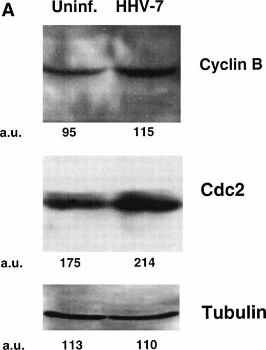 Fig. 2. Expression of the mitotic regulatory proteins, cyclin B and cdc2, in uninfected and HHV-7–infected cells evaluated by immunoblotting analysis of whole cell lysates (A) and by flow cytometric analysis (B). (A) Equivalent amounts of protein lysates obtained from HHV-7–infected and uninfected SupT1 cells were analyzed by Western blot with an anti-cyclin B and with an anti-cdc2 MoAb. Equal loading of protein in each lane was confirmed by staining with the antibody to tubulin. The relative intensities of the bands were densitometrically quantified and expressed in arbitrary units (a.u.). (B) Intracellular expression of cyclin B and cdc2 proteins was analyzed in uninfected and HHV-7–infected cells by indirect immunofluorescence staining shown by flow cytometry. A representative analysis, performed at 12 days p.i., is shown. A shift in the number of positively staining fluorescent cells along the X axis (shaded histograms) shows the increased level of cyclin B and cdc2 expression in HHV-7–infected cultures. The control (open) histograms represent the background intracellular fluorescence obtained from the staining of the same cultures with a isotype control MoAb before FITC-conjugated secondary Ab. Y axis, relative cell number. Data shown are from a single experiment representative of four independent experiments with similar results.
