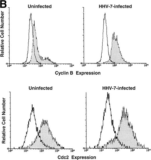 Fig. 2. Expression of the mitotic regulatory proteins, cyclin B and cdc2, in uninfected and HHV-7–infected cells evaluated by immunoblotting analysis of whole cell lysates (A) and by flow cytometric analysis (B). (A) Equivalent amounts of protein lysates obtained from HHV-7–infected and uninfected SupT1 cells were analyzed by Western blot with an anti-cyclin B and with an anti-cdc2 MoAb. Equal loading of protein in each lane was confirmed by staining with the antibody to tubulin. The relative intensities of the bands were densitometrically quantified and expressed in arbitrary units (a.u.). (B) Intracellular expression of cyclin B and cdc2 proteins was analyzed in uninfected and HHV-7–infected cells by indirect immunofluorescence staining shown by flow cytometry. A representative analysis, performed at 12 days p.i., is shown. A shift in the number of positively staining fluorescent cells along the X axis (shaded histograms) shows the increased level of cyclin B and cdc2 expression in HHV-7–infected cultures. The control (open) histograms represent the background intracellular fluorescence obtained from the staining of the same cultures with a isotype control MoAb before FITC-conjugated secondary Ab. Y axis, relative cell number. Data shown are from a single experiment representative of four independent experiments with similar results.