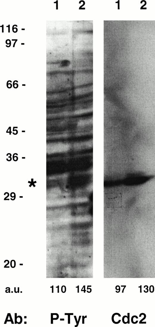 Fig. 3. Tyrosine phosphorylation of cdc2 in uninfected and HHV-7–infected (12 days p.i.) SupT1 cells. Equivalent amounts of protein lysates obtained from uninfected (lane 1) and HHV-7–infected (lane 2) cells were analyzed by Western blot with an anti–P-Tyr MoAb. Migration of a major tyrosine-phosphorylated substrate is indicated by the asterix. Molecular size markers are indicated on the left (in kilodaltons). The relative intensities of the bands were densitometrically quantified and expressed in arbitrary units (a.u.). These results are representative of three experiments performed.