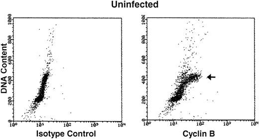 Fig. 4. Bivariate cyclin B expression versus DNA content distributions (scatter plots) in uninfected (top panels) and HHV-7–infected (bottom panels) SupT1 cells. Cell cycle expression of cyclin B was evaluated by simultaneous staining with propidium iodide and anti-cyclin B MoAb followed by an FITC-conjugated MoAb. Staining of uninfected and HHV-7–infected SupT1 cells with a isotype control MoAb before FITC-conjugated secondary antibody is shown in the left panels. Cyclin B-FITC fluorescence intensity is plotted on the X axis, and fluorescence intensity of propidium iodide DNA staining is plotted on the Y axis. The insets show the percentage of cells, calculated after removal of the apoptotic cells, with a G1(2n), S, G2M(4n), and >4n DNA content. The cell populations showing high cyclin B expression, based on DNA content, are marked by arrows. A representative analysis of three separate experiments, performed at 12 days p.i., is shown.